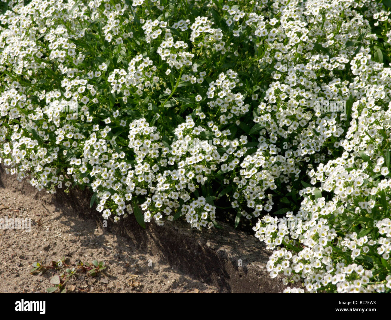 Sweet alyssum (Lobularia maritima) Stock Photo