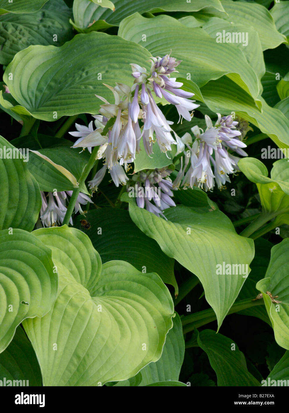 Plantain lily (Hosta elata Stock Photo Alamy