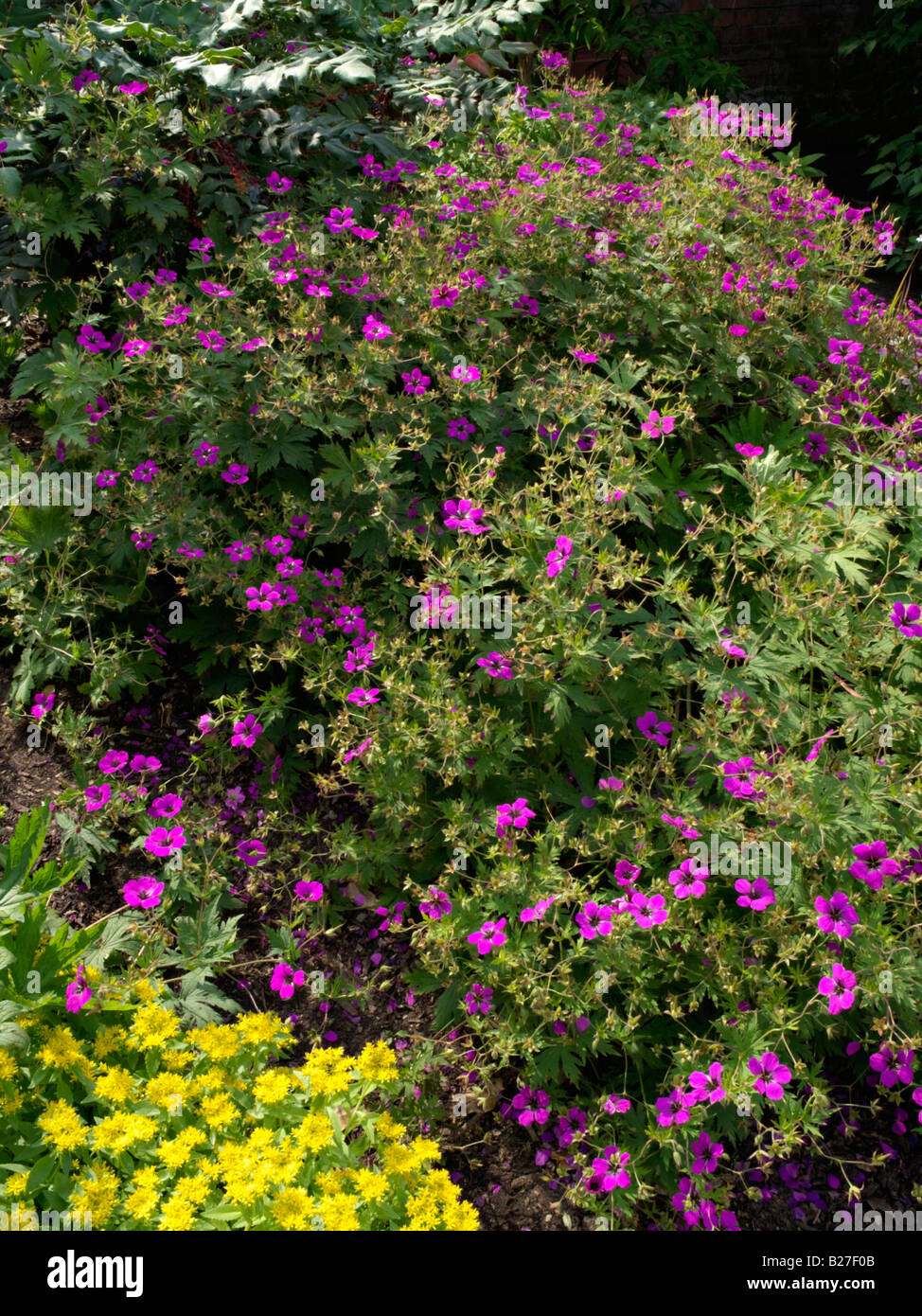 Armenian cranesbill (Geranium psilostemon) and stonecrop (Sedum aizoon syn. Phedimus aizoon) Stock Photo