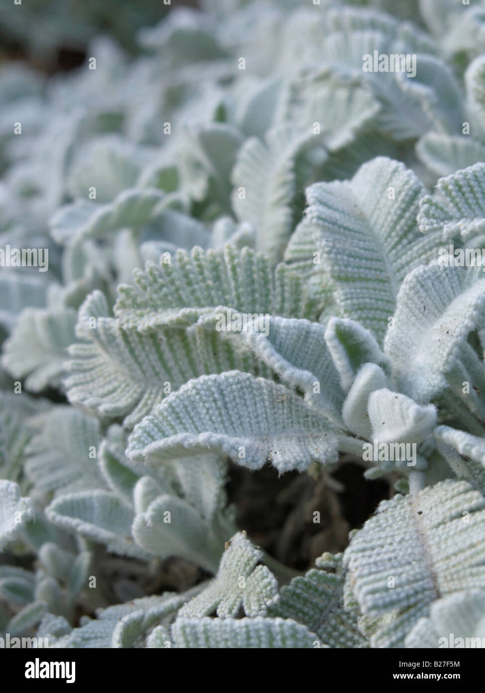 Silver lace tansy (Tanacetum haradjanii) Stock Photo