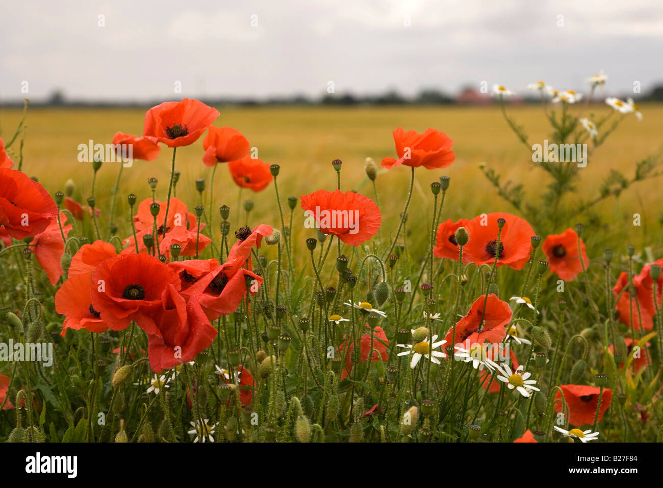 red poppies in a field, Lincolnshire, UK Stock Photo