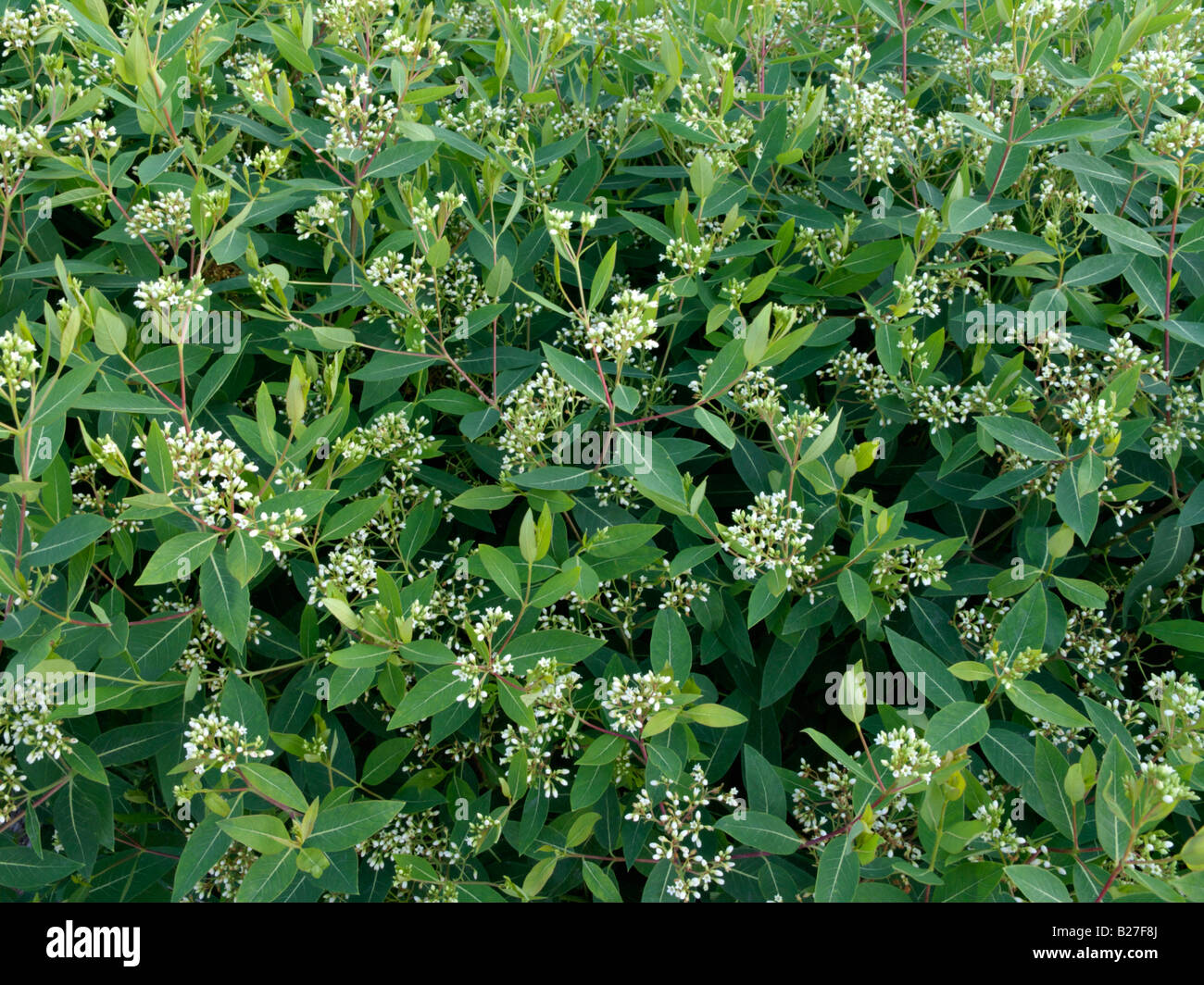 American dogbane (Apocynum cannabinum) Stock Photo