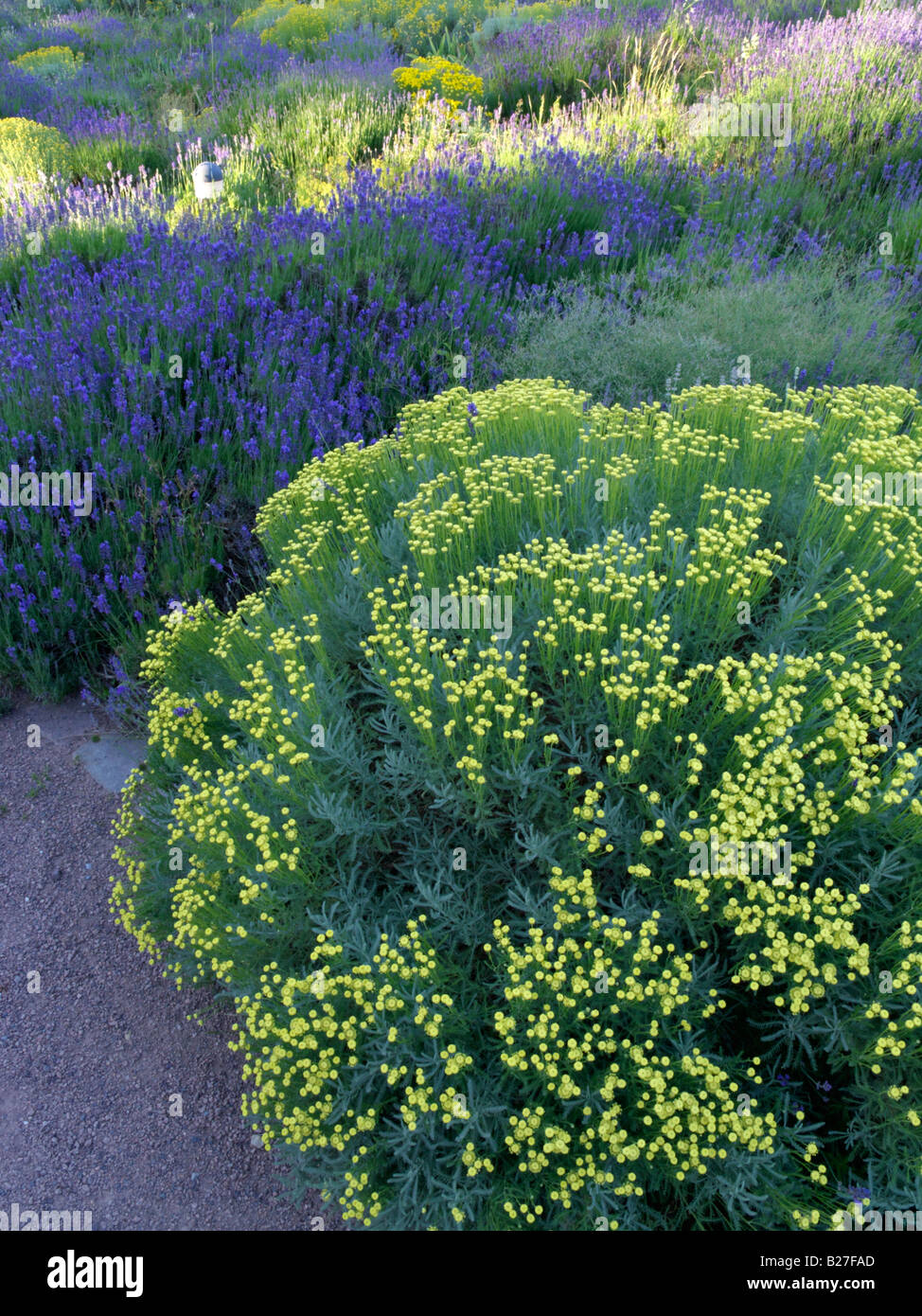 Lavender cotton (Santolina chamaecyparissus) and common lavender (Lavandula angustifolia) Stock Photo