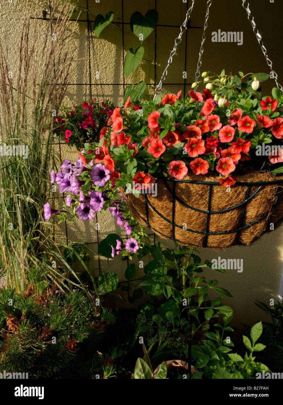 Calibrachoa Dream Kisses and petunias (Petunia) in a hanging basket Stock Photo