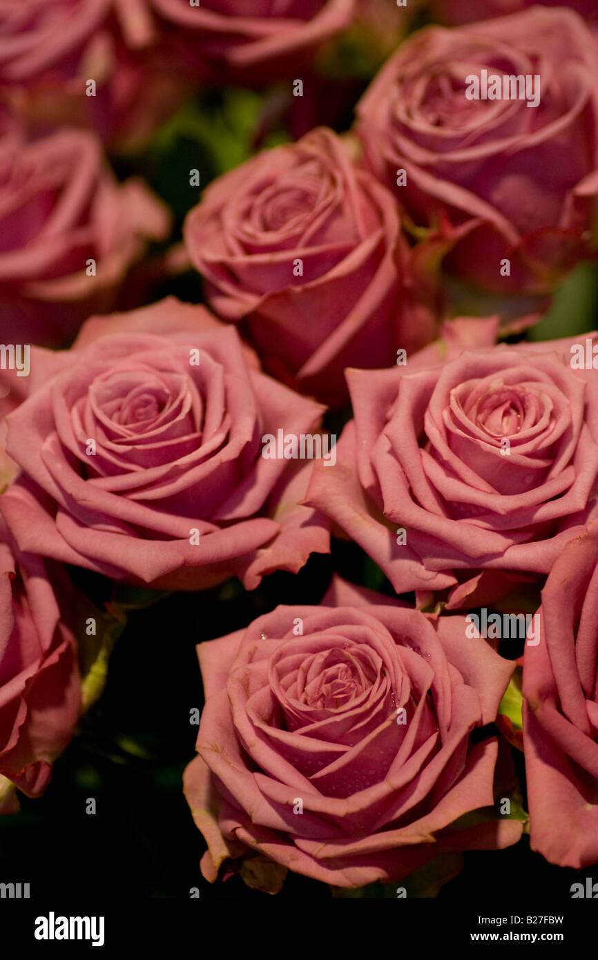 bunch of roses Stock Photo - Alamy