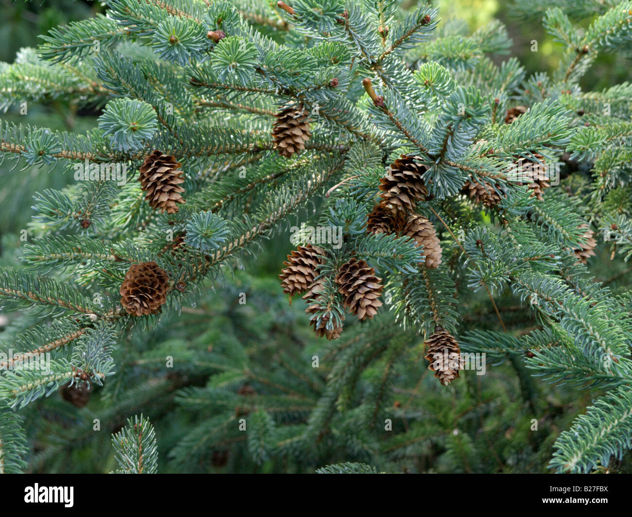 Hondo spruce (Picea jezoensis) Stock Photo