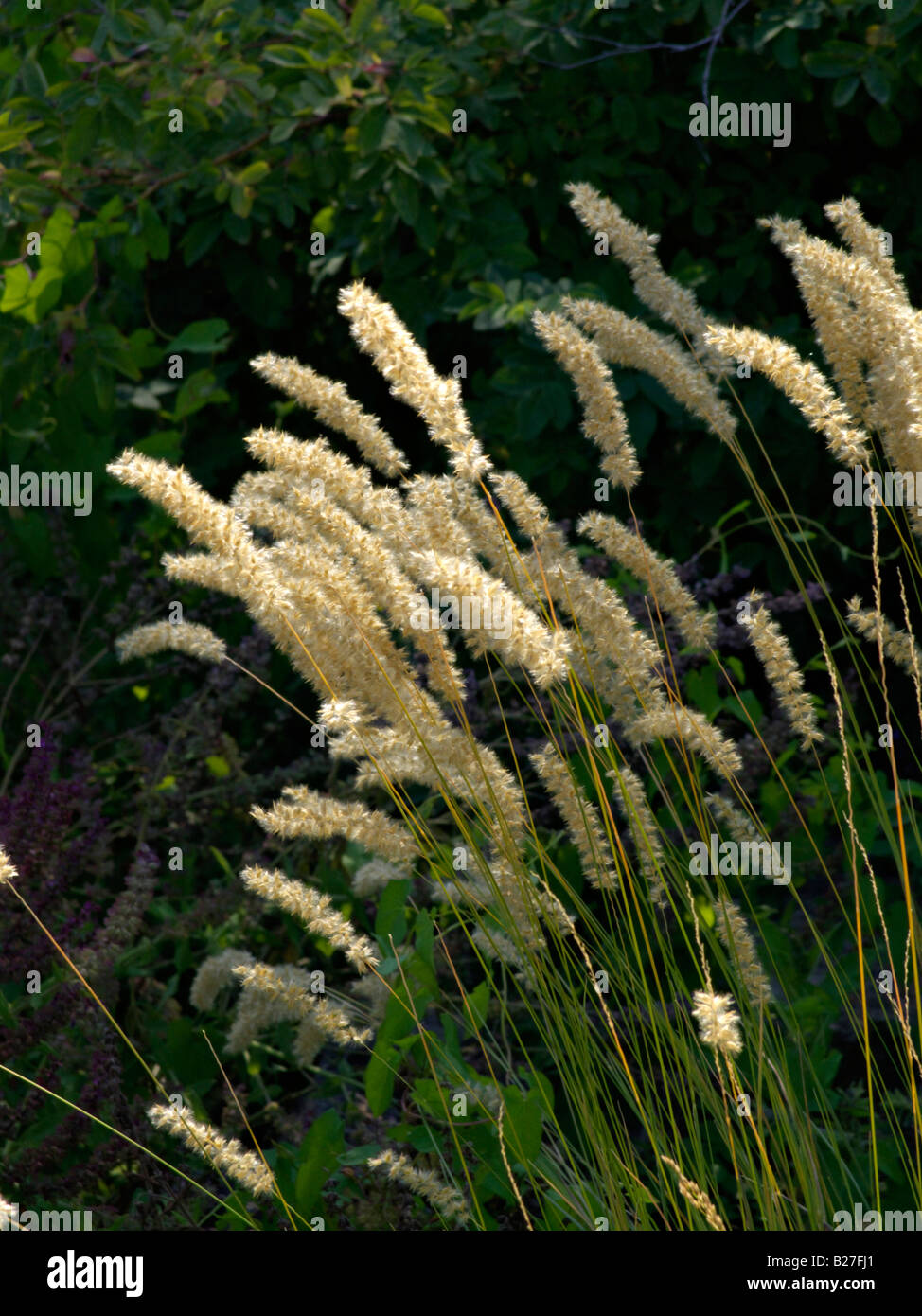 Eyelash pearl grass (Melica ciliata) Stock Photo