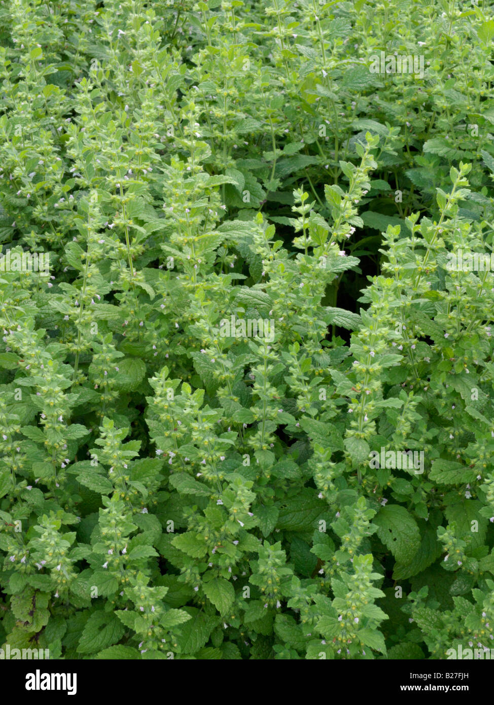 Lemon balm (Melissa officinalis) Stock Photo