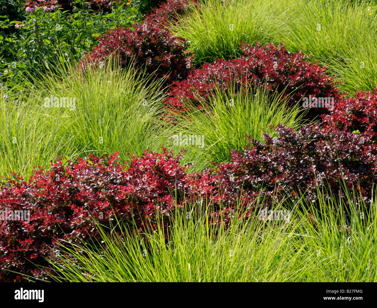 Autumn moor grass (Sesleria autumnalis) and purple leaf barberry (Berberis thunbergii 'Atropurpurea') Stock Photo