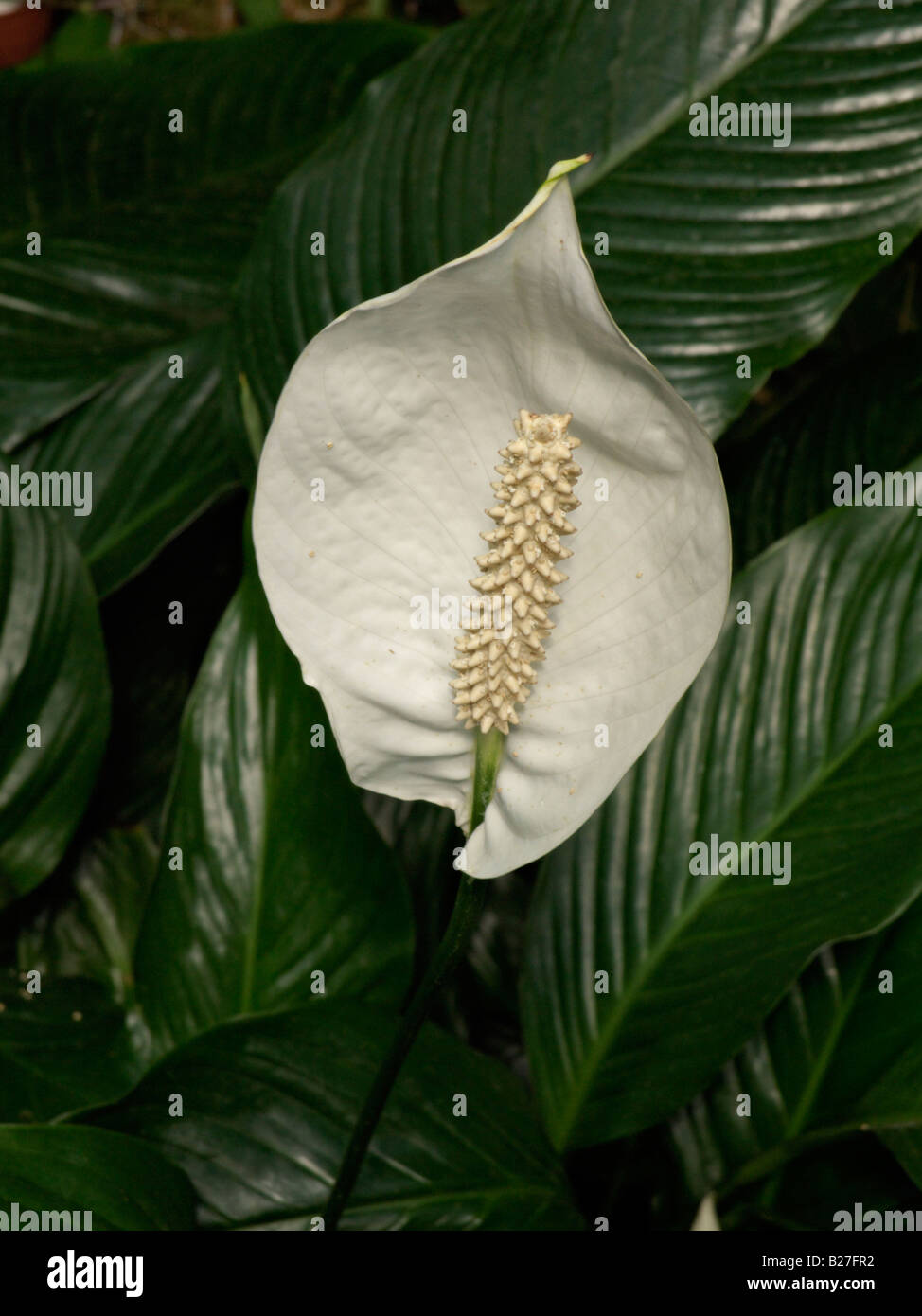 Peace lily (Spathiphyllum floribundum) Stock Photo