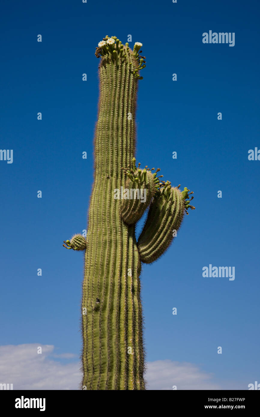 Saguaro Cactus bloom Stock Photo