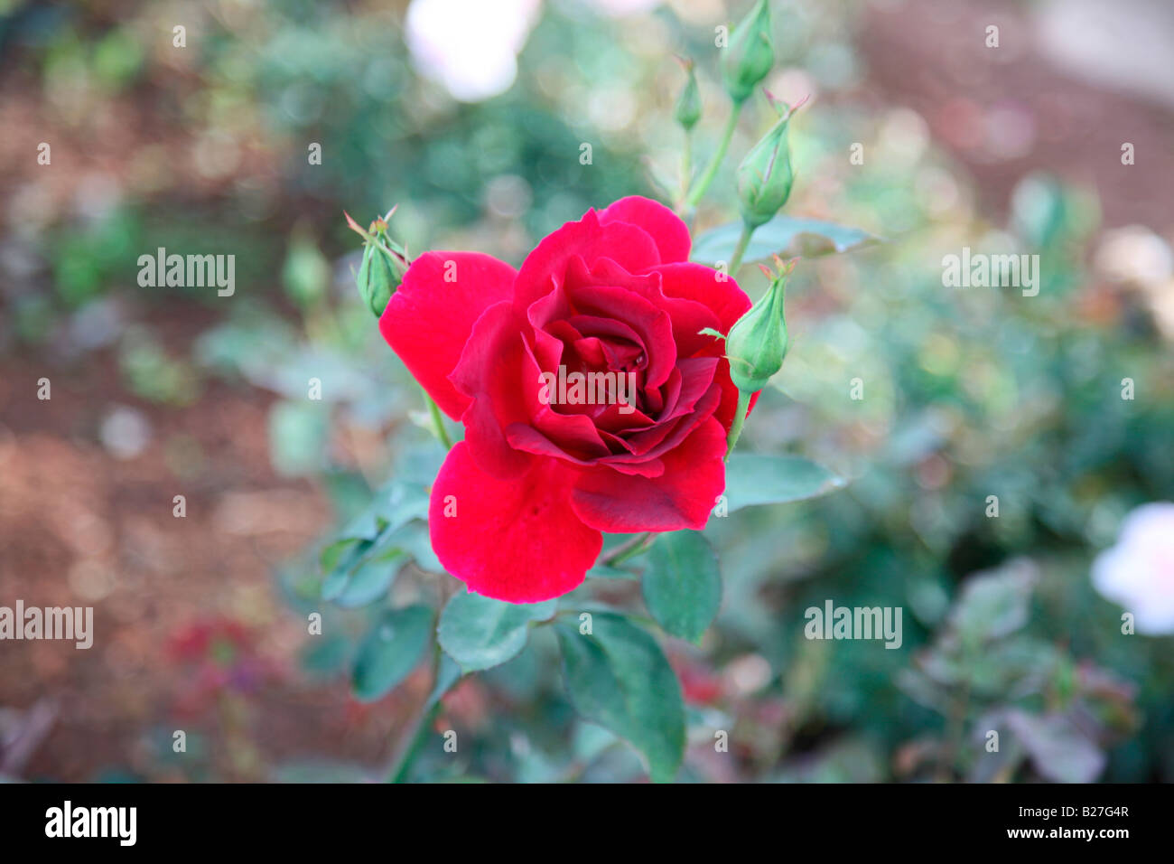 Rose flower Stock Photo