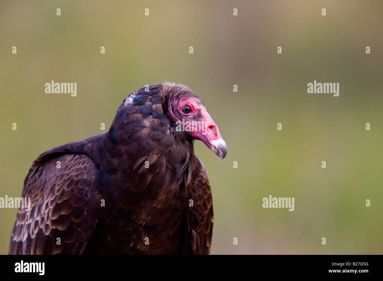 Turkey Vulture Stock Photo