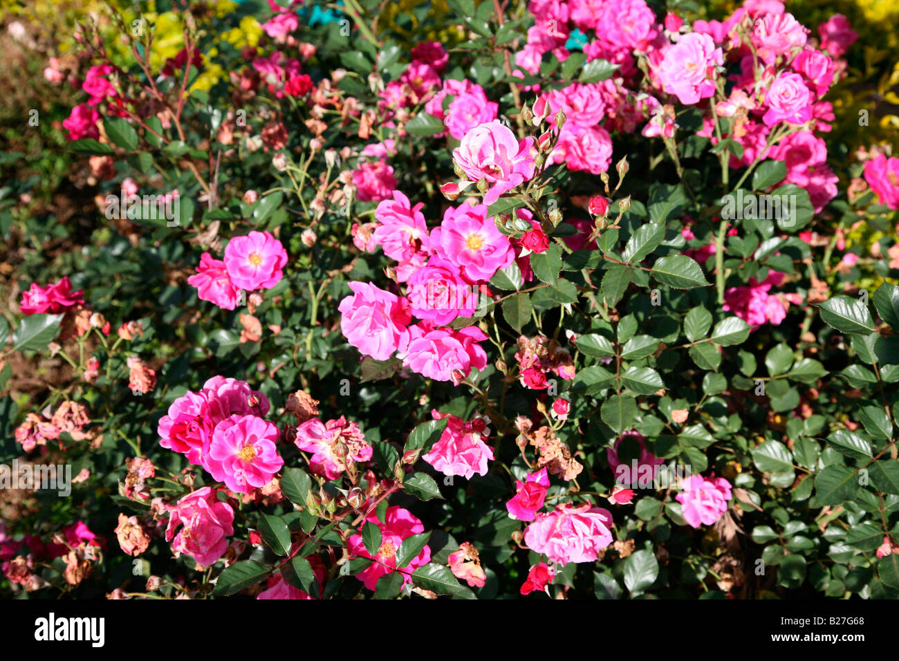 Rose flowers Stock Photo