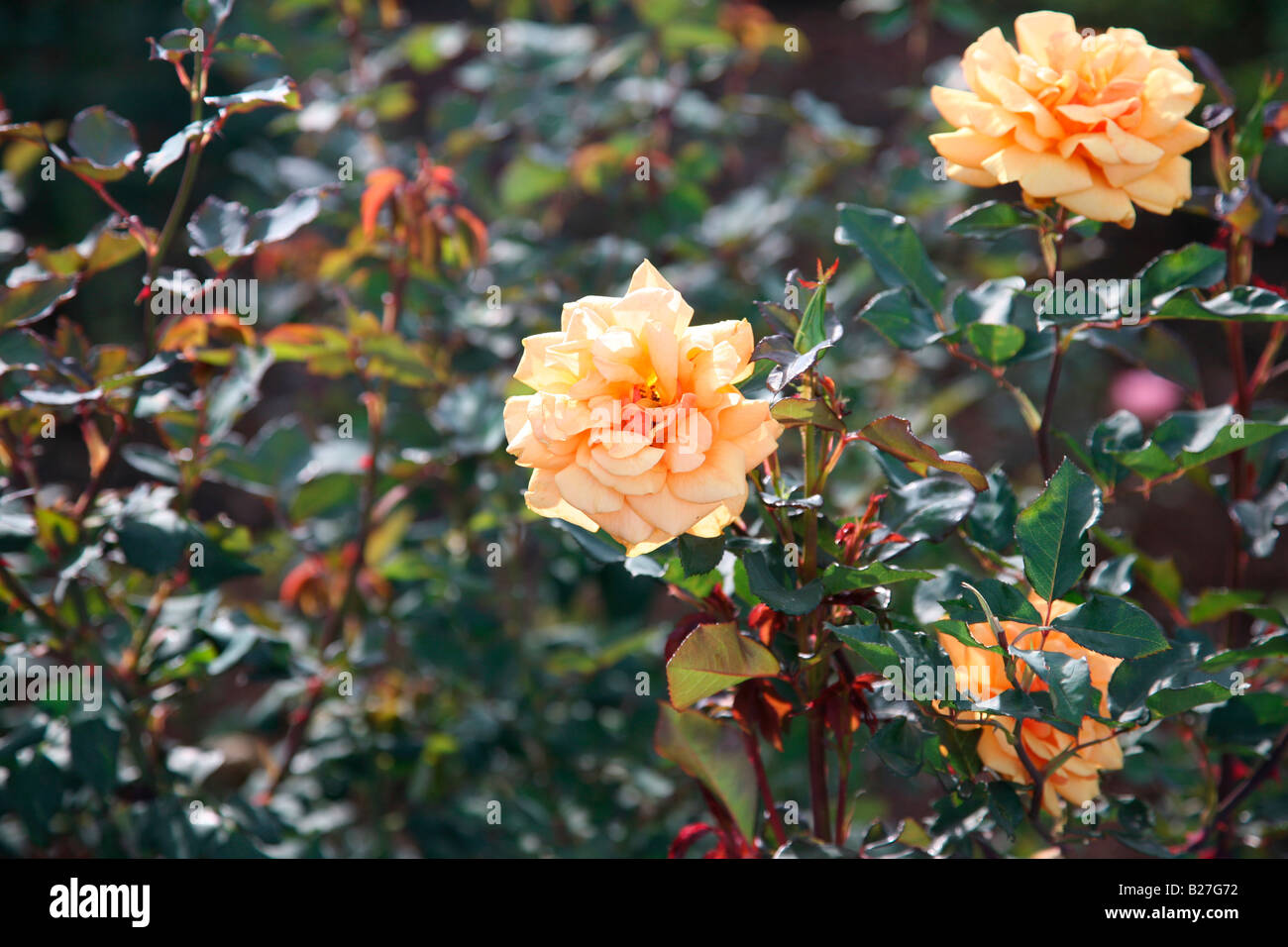 Humility rose flower hi-res stock photography and images - Alamy