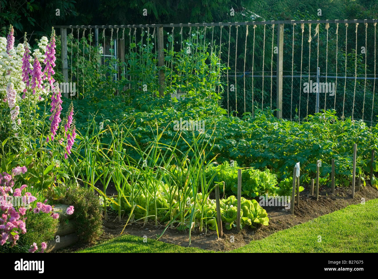A small suburban backyard vegetable garden. Stock Photo