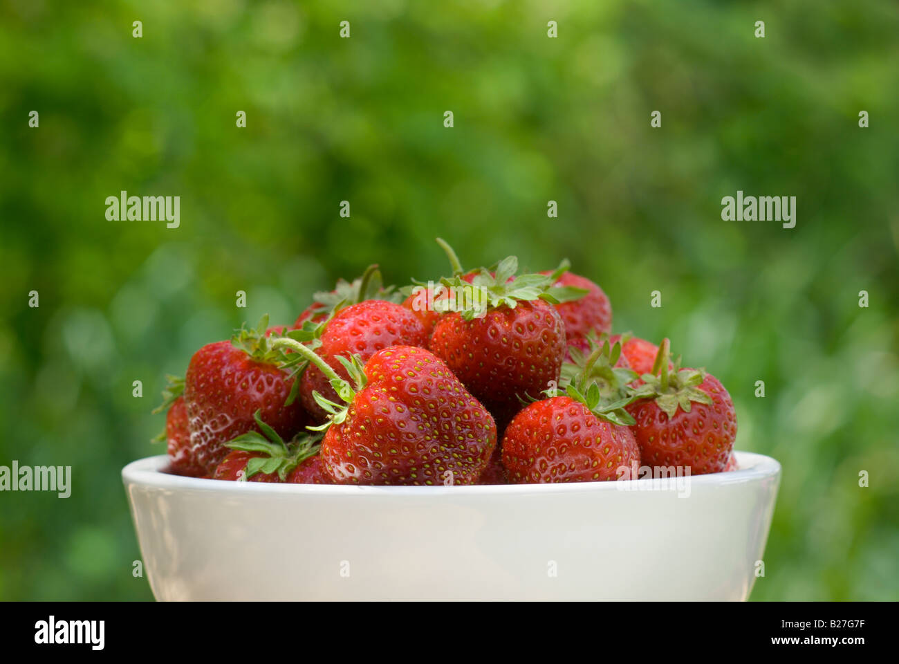 A white bowl of freshly picked strawberries from a field in the Fraser Valley British Columbia Canada Stock Photo
