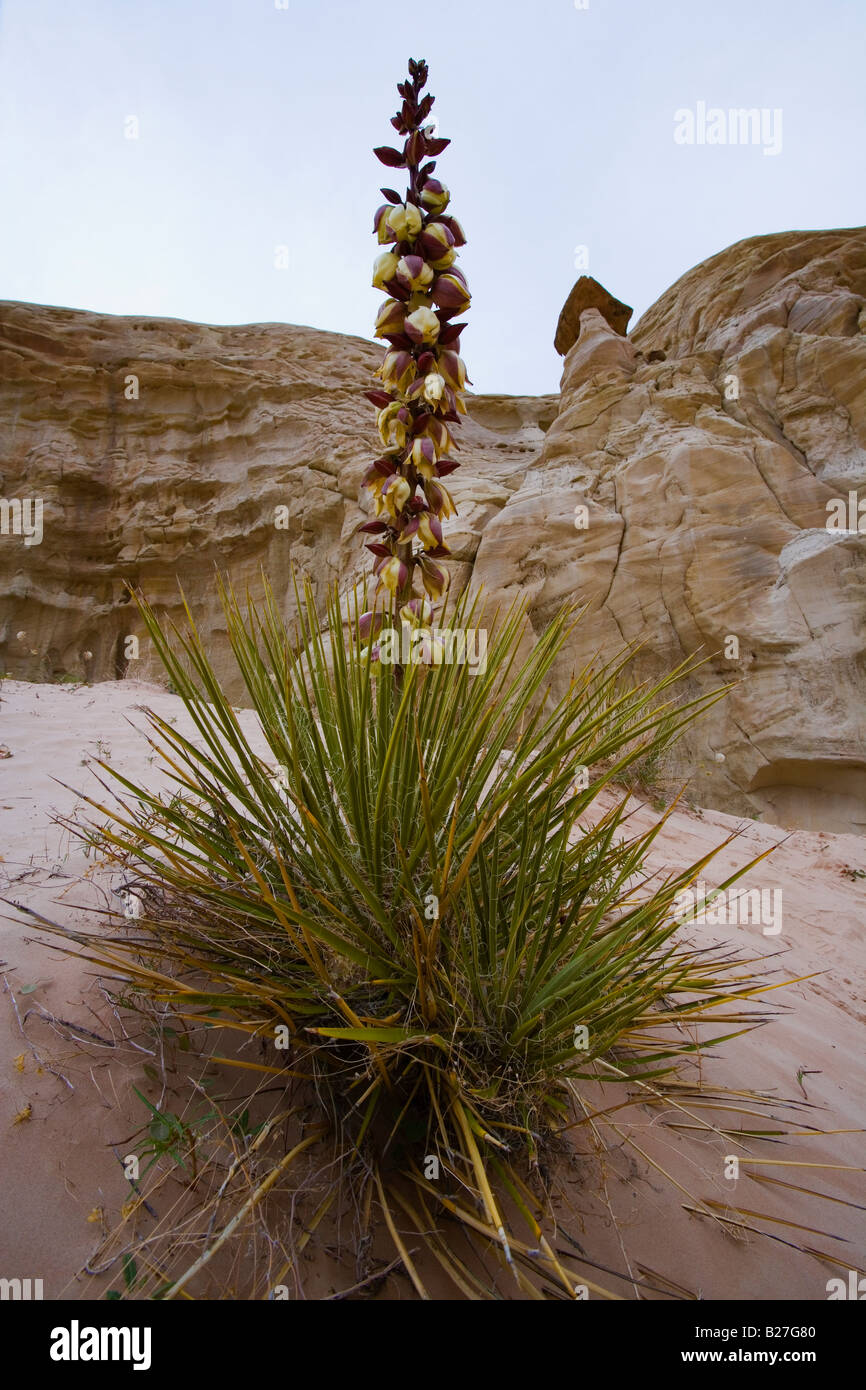 Yucca Bloom Stock Photo