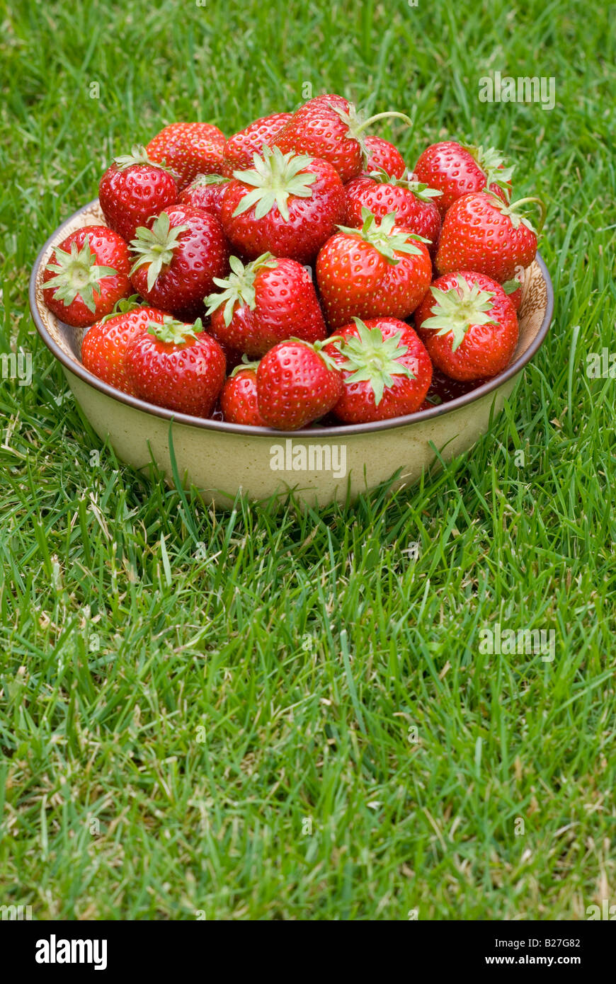 A bowl of freshly picked strawberries on green grass outside Stock Photo