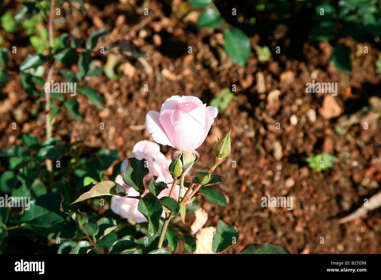 Humility rose flower hi-res stock photography and images - Alamy