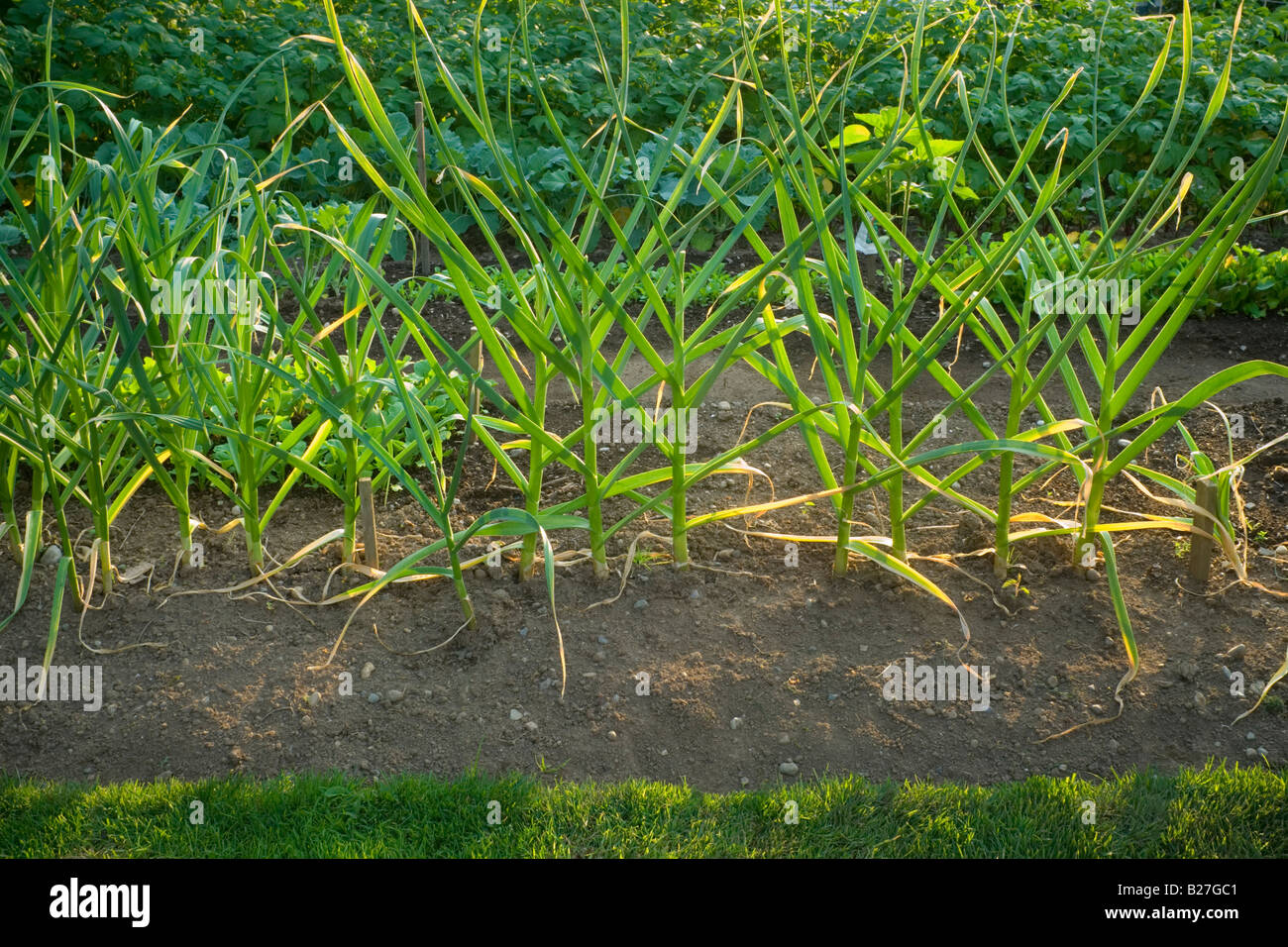 A suburban backyard vegetable garden showing garlic plants in the