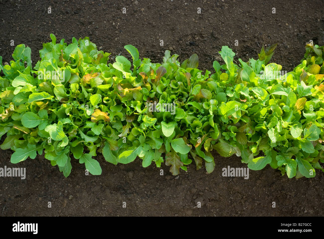 A row of mesclun mix variety lettuce in a home garden. Stock Photo