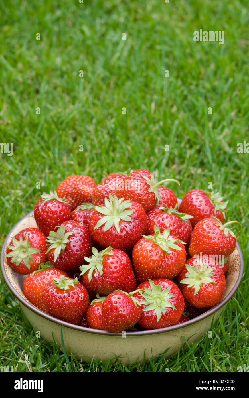 A bowl of freshly picked strawberries on green grass outside Stock Photo