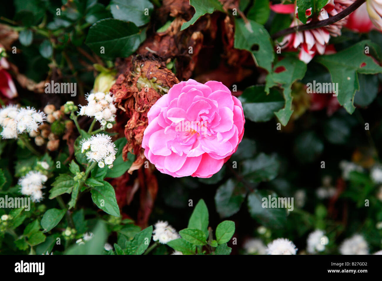 Humility rose flower hi-res stock photography and images - Alamy