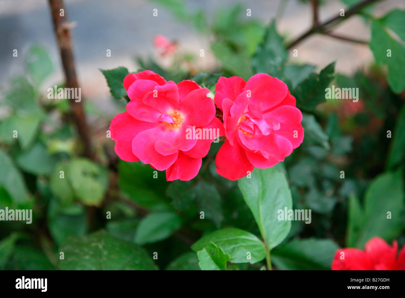 Humility rose flower hi-res stock photography and images - Alamy