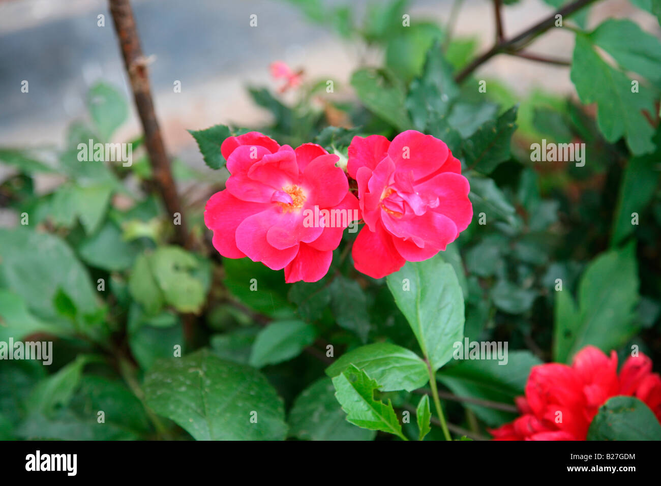 Humility rose flower hi-res stock photography and images - Alamy