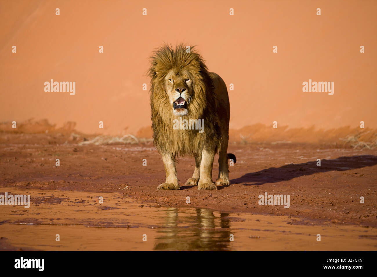 Barbary Lion watches from across a desert stream. (captive) Stock Photo