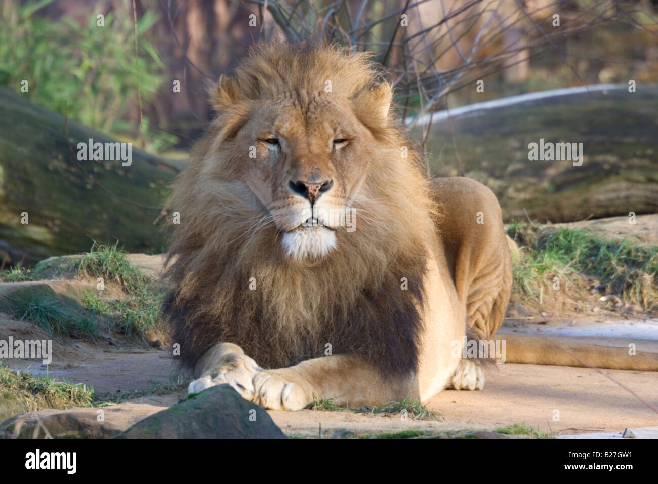 male lion - panthera leo Stock Photo - Alamy