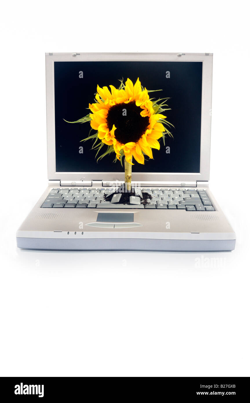 A laptop computer with a sunflower growing through the keyboard Stock Photo