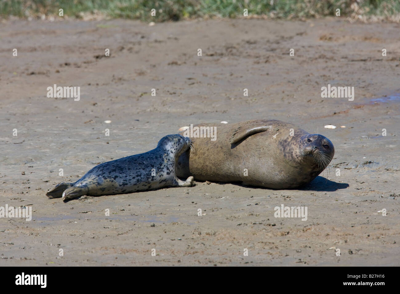 Harbor Seal with pup Stock Photo
