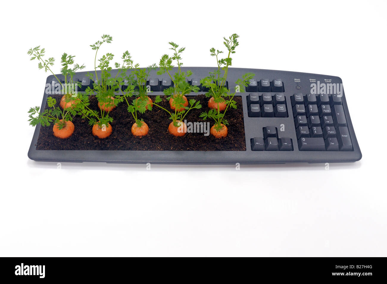 A desktop computer keyboard with carrots growing through the keyboard Stock Photo