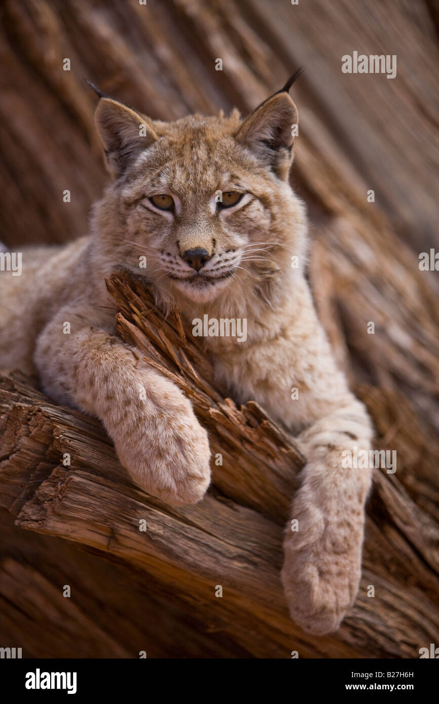 Siberian Lynx resting in a tree. (captive) Stock Photo