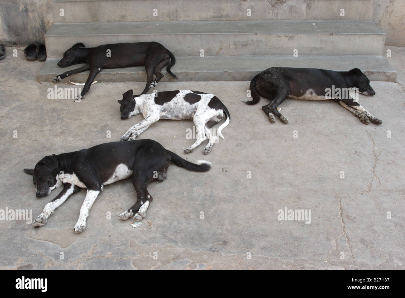 Dogs sleep on an entrence to Sun temple, known as monkey temple, Jaipur