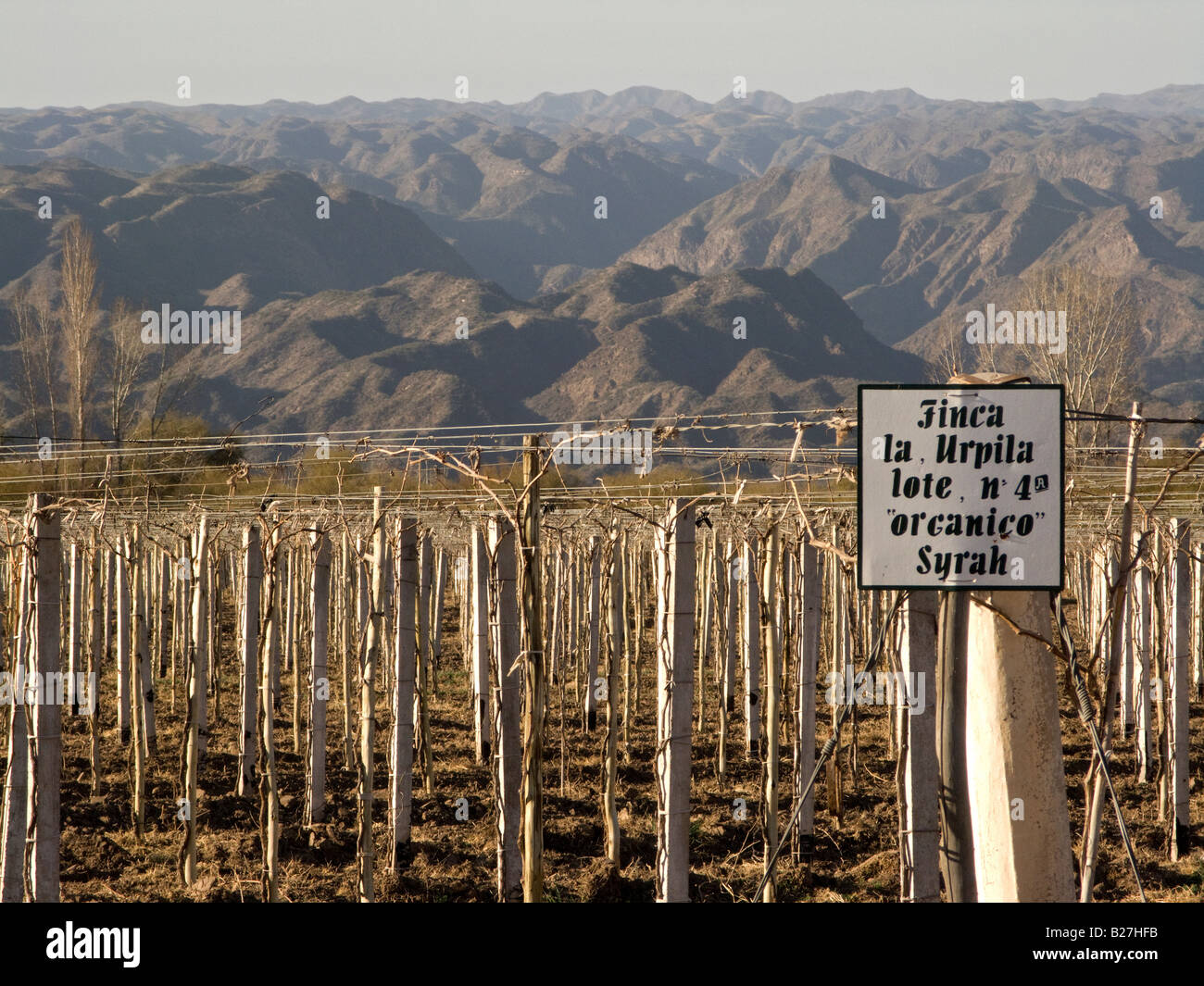 Winter aspect of an organic Syrah vineyard near San Juan city, Argentina Stock Photo