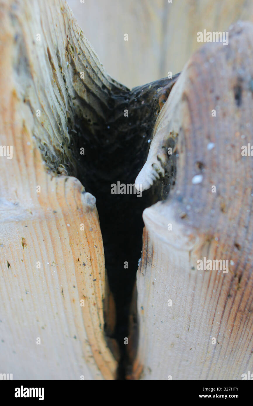 Driftwood structure hi-res stock photography and images - Alamy