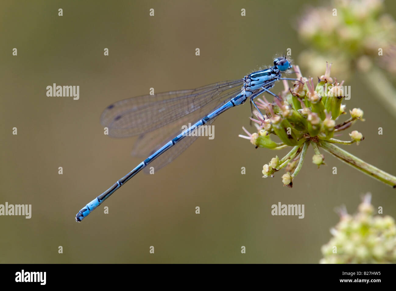 azure damselfly Coenagrion puella male cornwall Stock Photo - Alamy