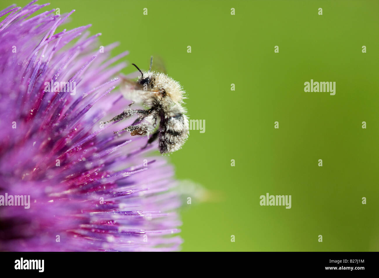 Bombus pascuorum. Brown-banded carder bee covered in pollen on a cotton thistle in the english countryside. UK Stock Photo