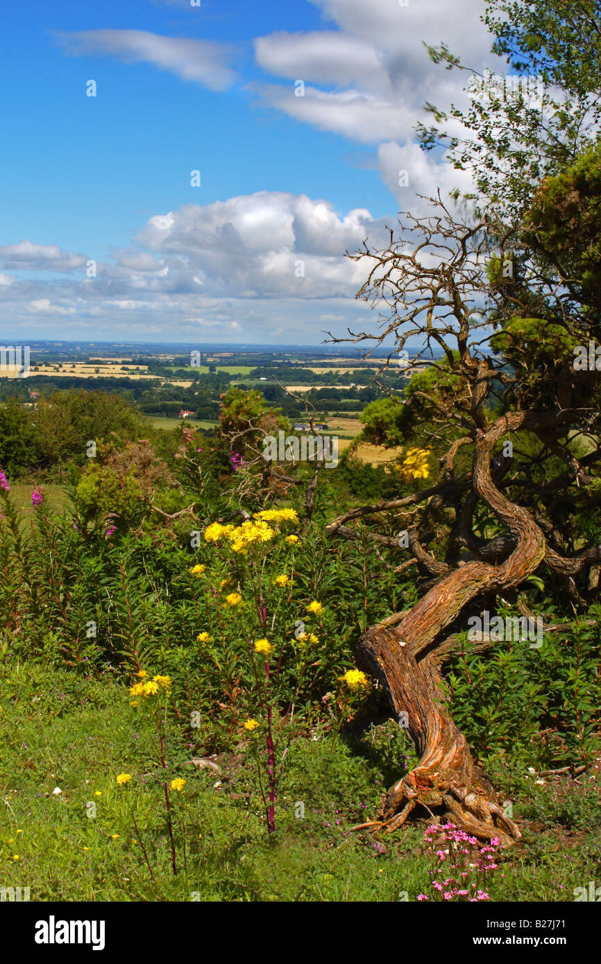 View over Oxfordshire from the Chiltern Hills above Watlington on a summer's day Stock Photo