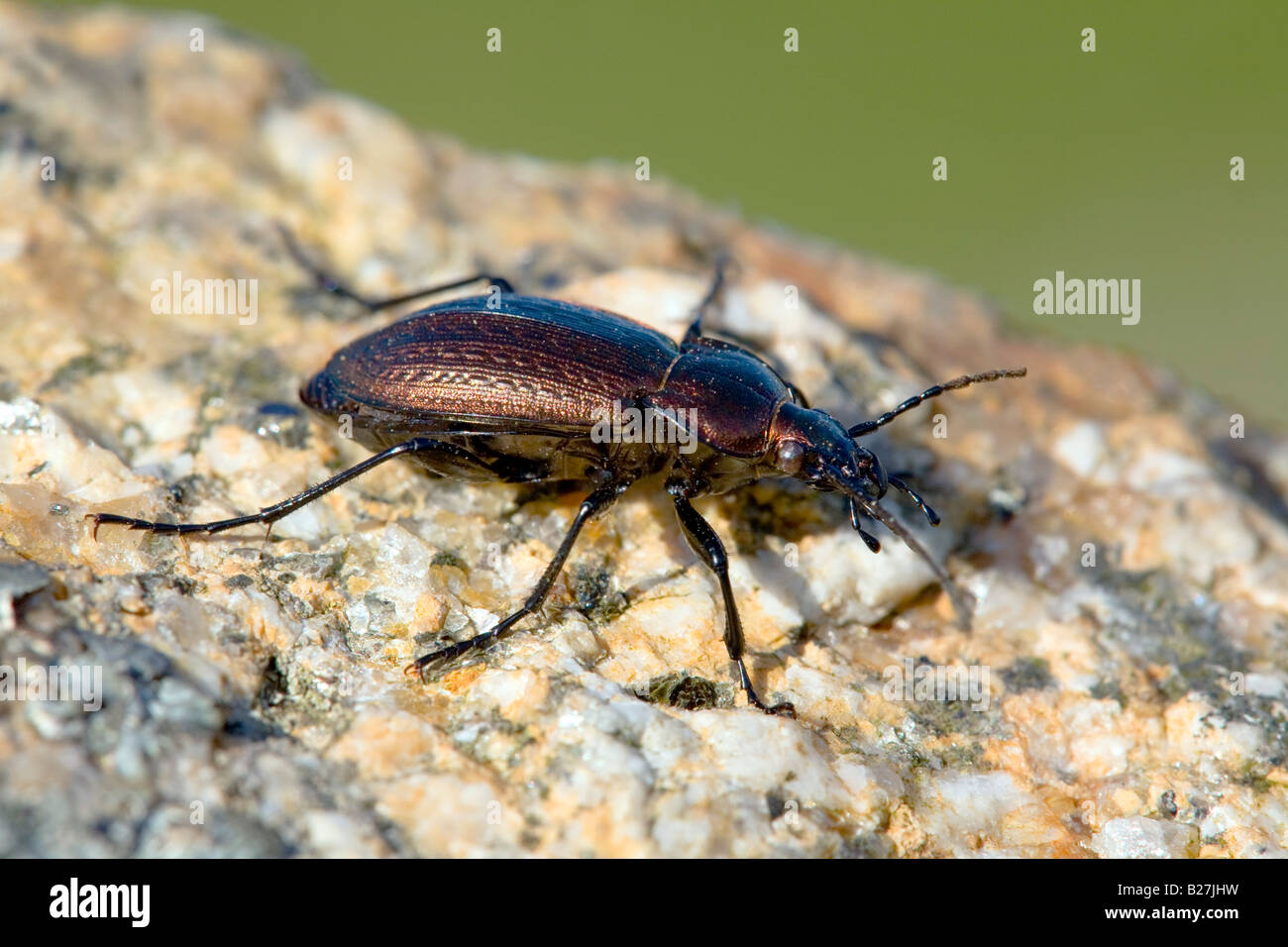 ground beetle Carabus nemoralis cornwall Stock Photo