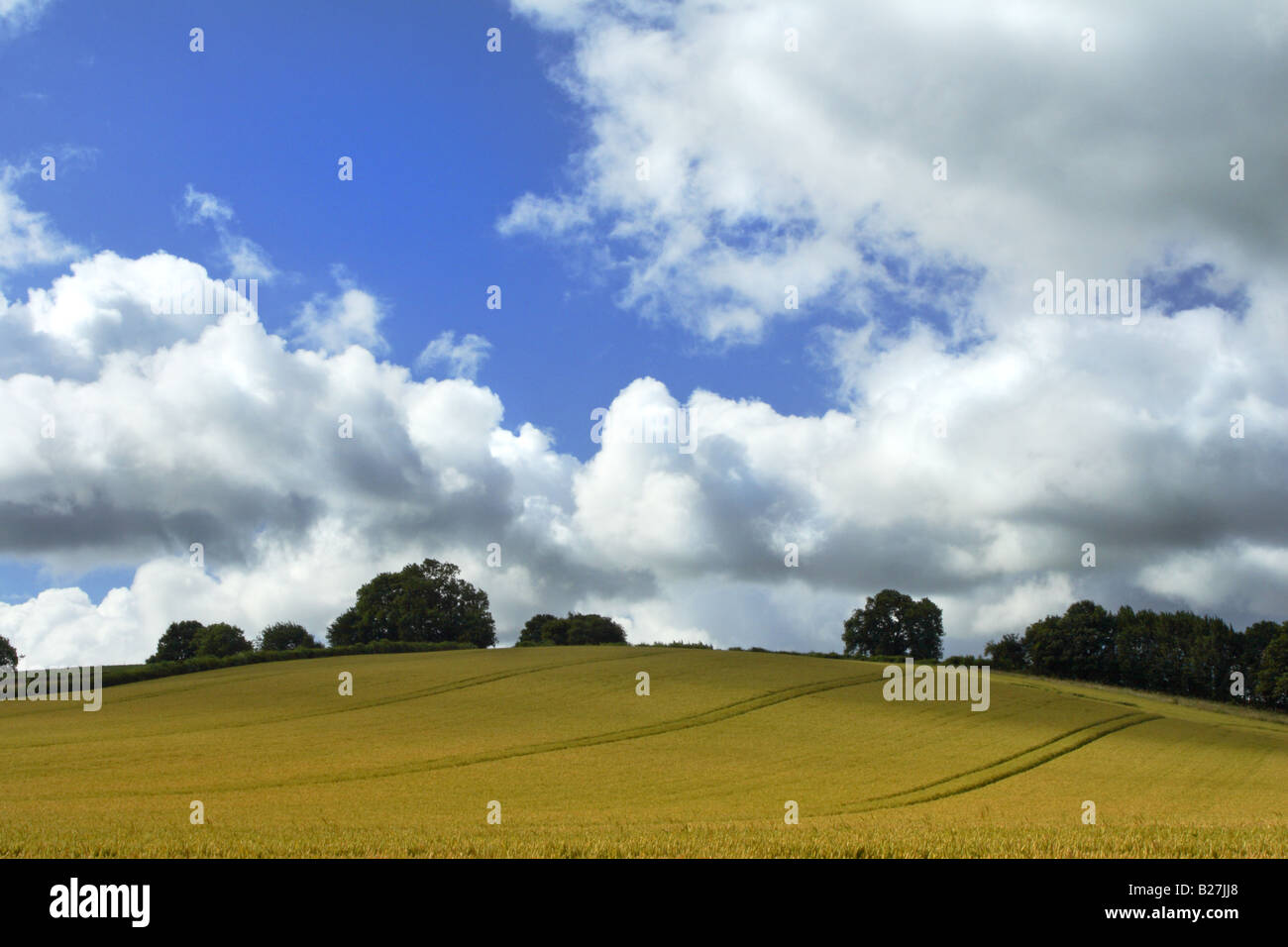 Rolling fields of golden wheat under a summer sky. Piddington near West Wycombe. Stock Photo