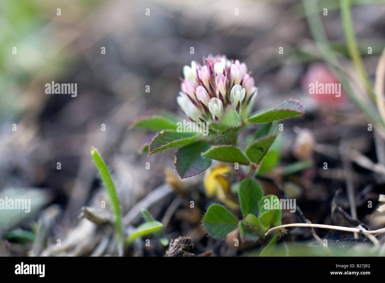 twin flowered clover Trifolium bocconei caerthillian cove lizard cornwall Stock Photo
