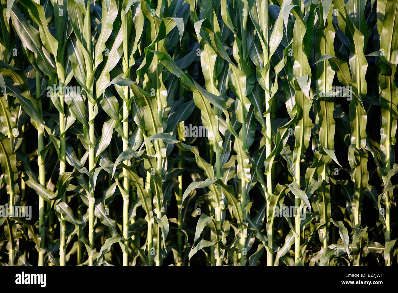 Corn field, southern Vermont Stock Photo Alamy