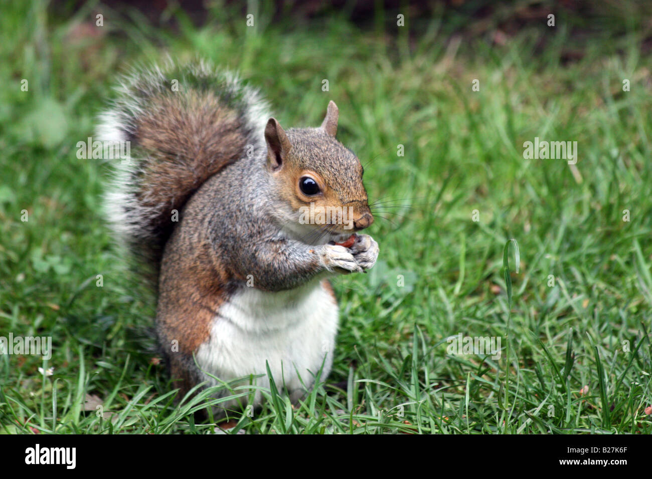 Grey squirrel eating hires stock photography and images Alamy