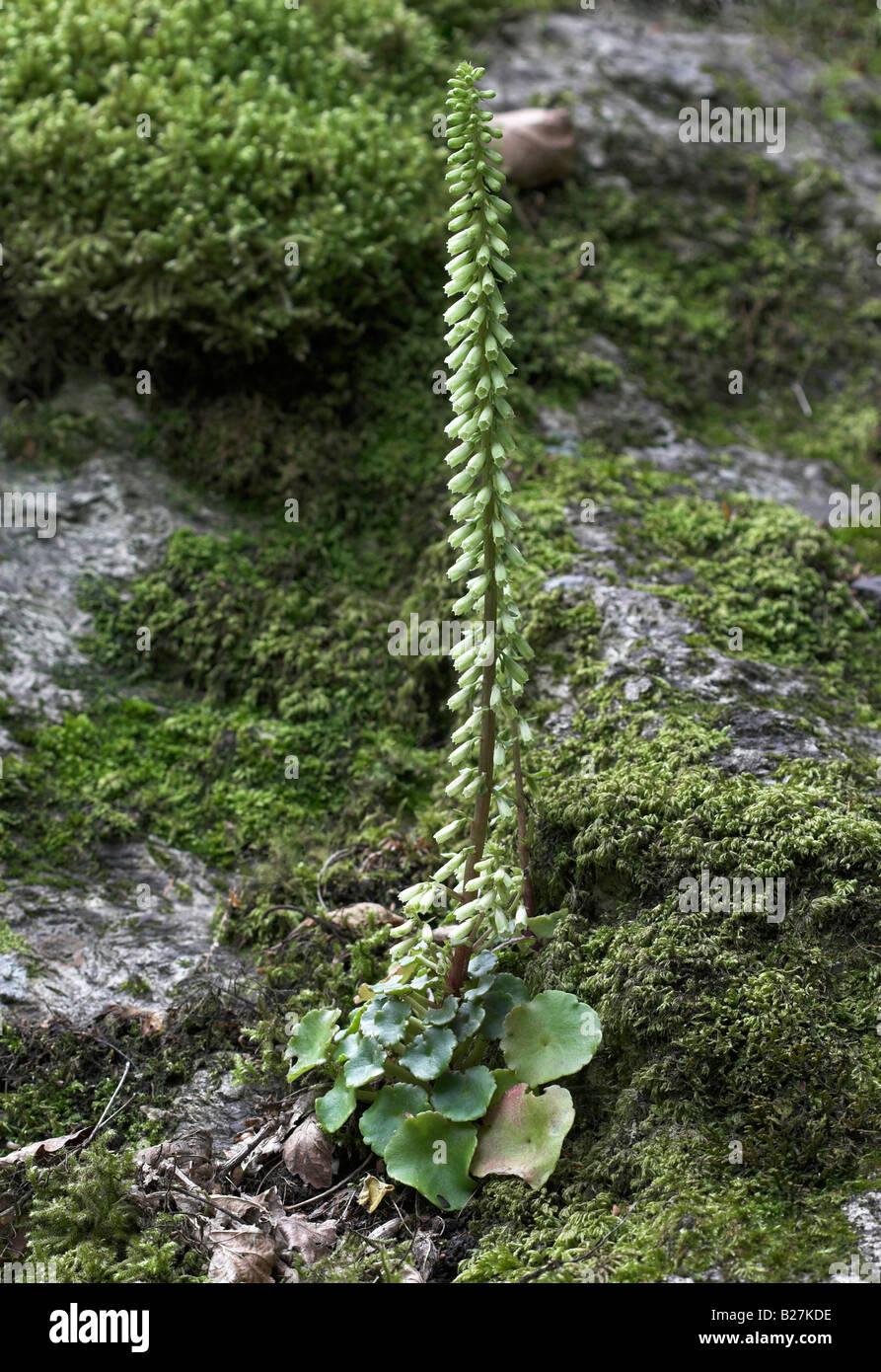 Flowering Navelwort Umbilicus rupestris showing habitat Stock Photo