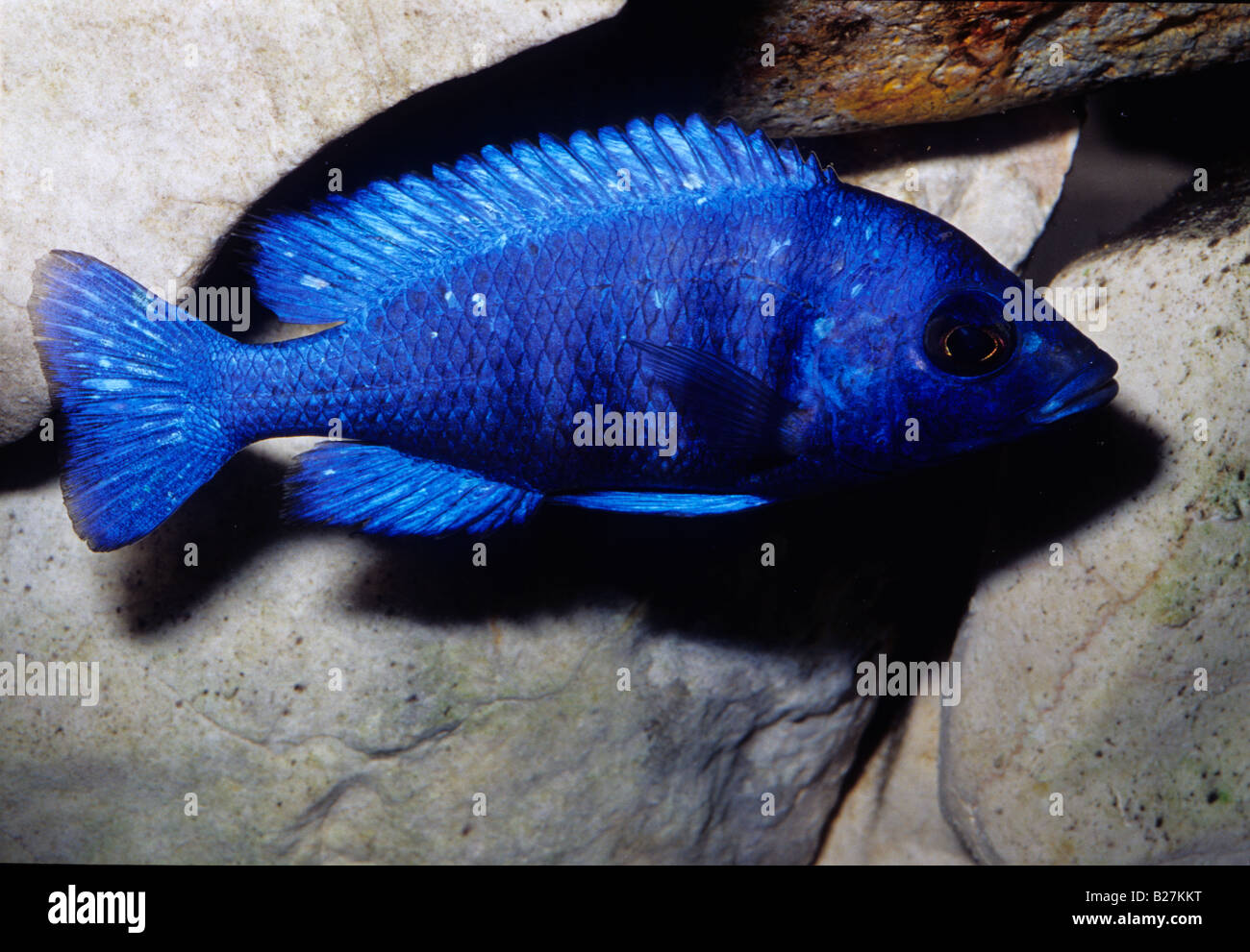 Protomelas annecten, Malawi Lake cichlid, Africa Stock Photo