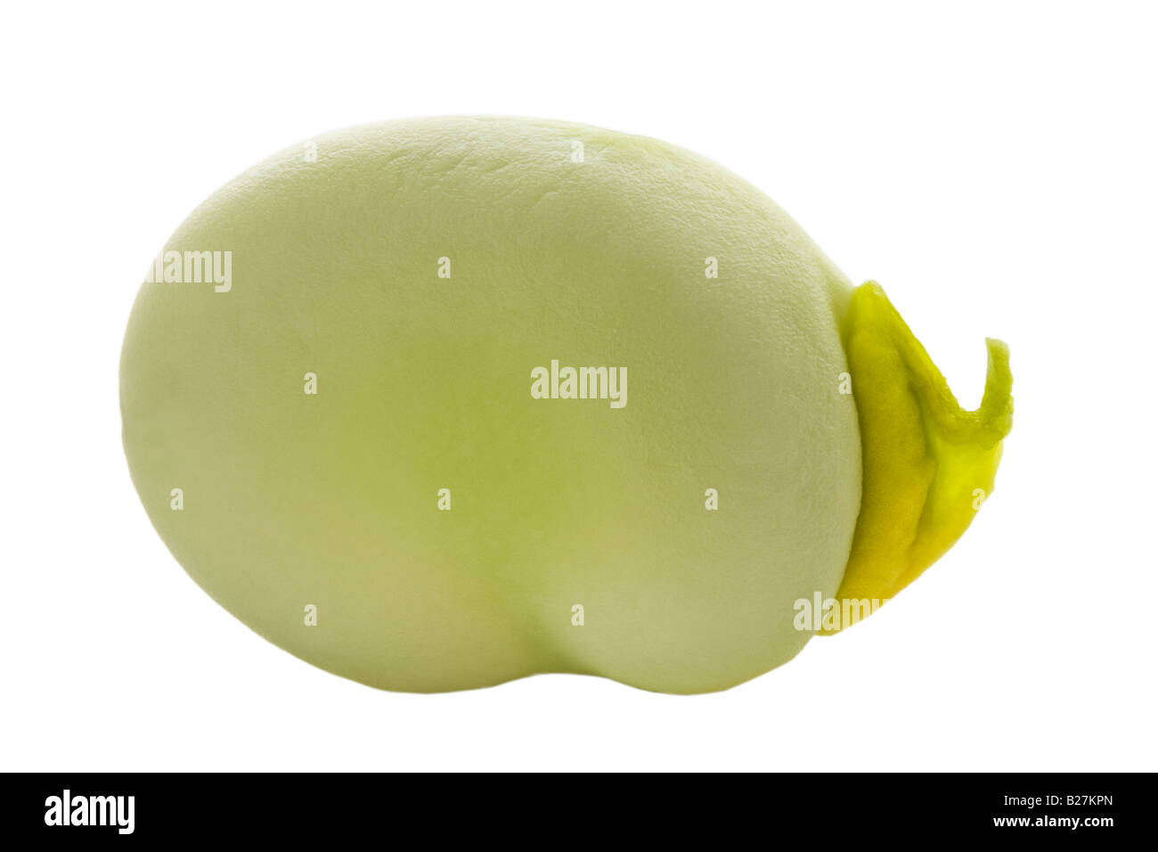 A Macro Image of a Home Grown Ripe Broad Bean, Against a White Background. Stock Photo